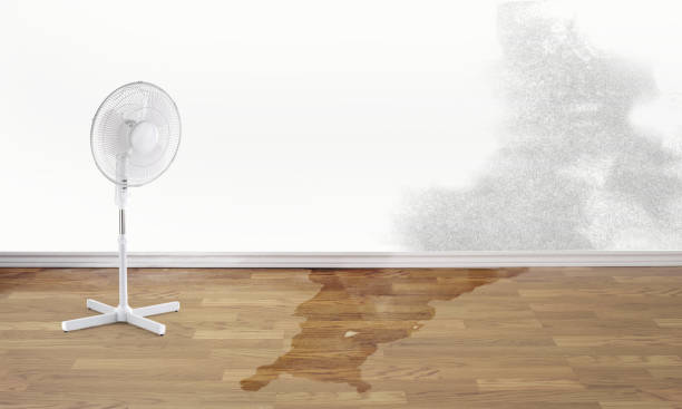 Best Local water damage restoration  in , FL