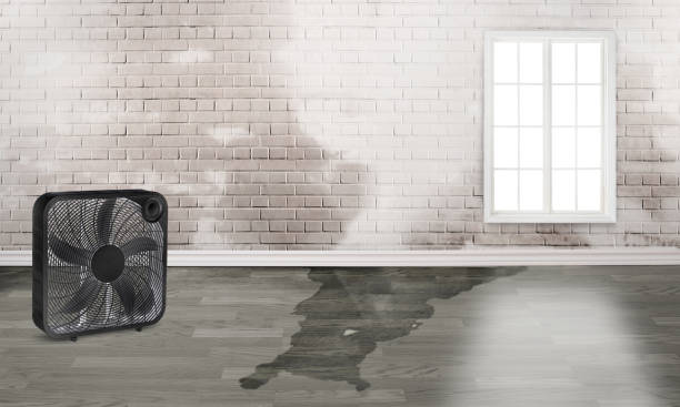 Best Sewage cleanup and water damage restoration  in , FL