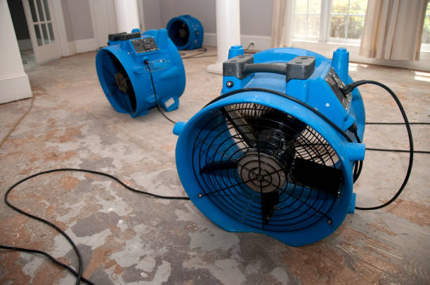 Best Mold removal after water damage  in , FL